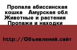 Пропала абиссинская кошка - Амурская обл. Животные и растения » Пропажи и находки   